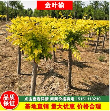 供應金葉榆 垂榆高矮嫁接2-10公分高干中華金葉榆樹