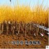 黃金槐樹批發(fā) 金枝槐樹 30-1米-1.8-2米 嫁接點(diǎn)