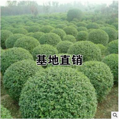 批發(fā)小葉女貞球 女貞球 園林景觀風景樹小葉女貞精球