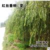 自產(chǎn)自銷 垂柳樹苗 竹柳樹苗 黃柳 柳樹批發(fā)價(jià)格直柳樹苗柳樹枝條