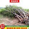 基地直銷楓楊樹 楓楊樹3-30公分 規(guī)格齊全