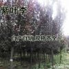 紫葉李基地直銷供應各種園林景觀工程苗規格齊全
