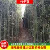四季常青早園竹產(chǎn)地直銷綠化工程青竹苗