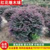 紅花繼木球 冠幅50-200公分紅桎木球價(jià)格 紅繼木