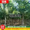 工程苗木國槐 金枝槐 國槐樹苗 速生國槐樹 黃金槐