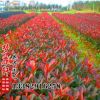 紅葉石楠 紅葉石楠球 紅葉石楠樹 規(guī)格齊全 美化庭院