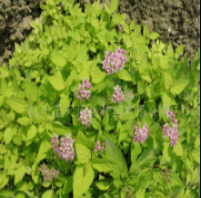 金山繡線菊