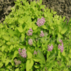 金山繡線菊
