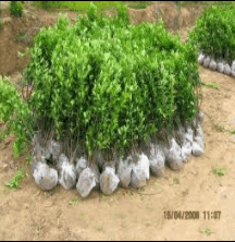 大葉黃楊