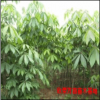 七葉樹(shù)