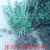 大葉黃楊