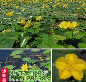 批發(fā)優(yōu)質(zhì)水生植物 荇菜 凈化水質(zhì) 綠化水體 別名莕菜 綠化造景