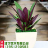 供應室內綠植盆栽 紫背蘭 花卉植物 桌面盆栽 凈化空氣 基地直銷