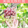 果樹苗批發(fā) 夏黑無核無籽 葡萄樹苗 巨峰 美國紅提葡萄苗 新品種