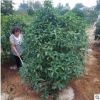 常綠性綠化苗耐寒品種嫁接桂花樹苗桂花盆栽四季桂金桂丹桂沉香桂