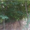 綠化工程櫸樹苗庭院行道綠化苗櫸樹苗紅櫸樹苗櫸樹小苗大小齊全