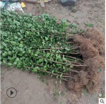 園林植物北海道 護坡綠化大葉黃楊 濕地綠化叢生形露地大葉黃楊