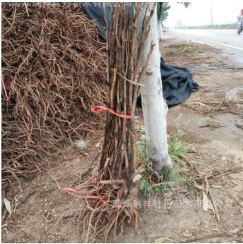 優質油用牡丹3年苗 牡丹花苗基地新品種高產量大量批發價優