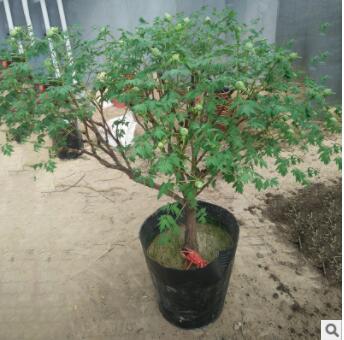 精品觀賞牡丹 一個分枝一個品種 花色品種全保成活可補栽基地直銷
