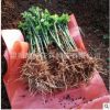 薔薇小苗 無刺薔薇 庭院圍欄美化 爬墻疼本類