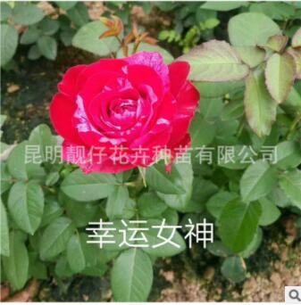 花苗批發(fā)月季玫瑰繡球康乃馨 紅色花苗 化工程用苗