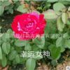 花苗批發月季玫瑰繡球康乃馨 紅色花苗 化工程用苗