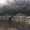 紅葉石楠