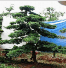 湖南羅漢松