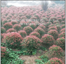 紅葉石楠球