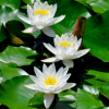 水生花卉池塘/碗蓮 睡蓮種根 等段 盆栽植物迷你睡蓮根塊
