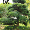 批發日本羅漢松 羅漢松價格 園林綠化苗木批發