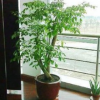 室內大型客廳辦公綠植花卉盆栽觀葉植物幸福樹平安樹吸甲醛防霧霾