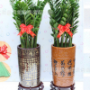 金錢樹龍鳳木中大型盆栽綠植花卉包郵辦公室內客廳吸甲醛觀葉植物