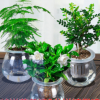 批發(fā)零售 室內(nèi)辦公室內(nèi)綠植盆栽花卉綠蘿發(fā)財樹水培帶盆 桌面植物