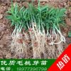 毛桃苗毛桃小苗桃樹芽苗毛桃芽苗桃樹小苗桃樹幼苗基地直銷