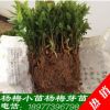 籽播楊梅苗 楊梅小苗 果樹苗優(yōu)質(zhì)楊梅幼苗 基地直銷