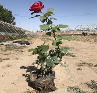 基地月季花 歐月藤本月季 爬藤月季庭院薔薇玫瑰盆栽花卉月季花卉