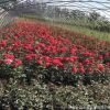 基地月季花 歐月藤本月季 爬藤月季庭院薔薇玫瑰盆栽花卉月季花卉