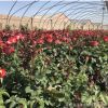 基地月季花 歐月藤本月季 爬藤月季庭院薔薇玫瑰盆栽花卉月季花卉
