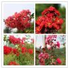 綠化苗木 批發 速生紫薇苗 百日紅 紅火箭 紅火球 紅花紫薇樹苗