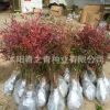 綠化苗木 工程用苗 南天竹苗 紅天竹 庭院植物 紅天竹盆栽盆景