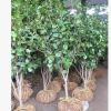茶花 基地供應(yīng) 各種規(guī)格品種 紅露珍 福建大紅 四面珍