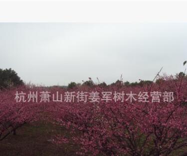 紅梅 嫁接 綠梅 各種規(guī)格 大量批發(fā) 基地直銷