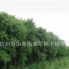 烏桕樹 基地直銷 市政園林 帶土球 移載三年 成活率高