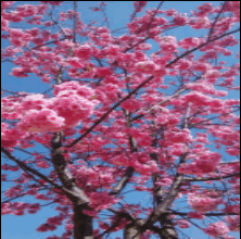 云南櫻花