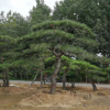 造型油松苗圃直銷 造型景松 自家種植價格合理 樹形優美