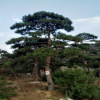 基地銷售 園林綠化 造型油松 四季常綠 品種造型景松 多樣姿態