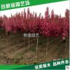 北美海棠基地凱爾斯 絢麗 亞當(dāng) 高原之火 冬紅海棠