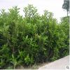 法國冬青樹苗珊瑚樹苗冬青苗工程綠化庭院綠籬圍墻四季常青