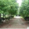 批發(fā)園林工程綠化苗木香樟樹庭院植物香樟樹苗 四季常青規(guī)格齊全